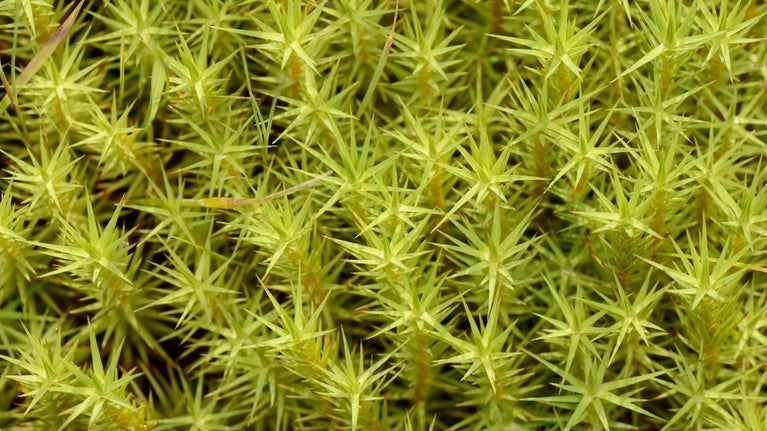 Green Moss